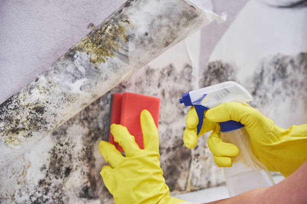 Best Mold Documentation for Insurance Claims  in St Paul, TX